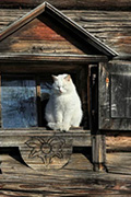 Время белого кота